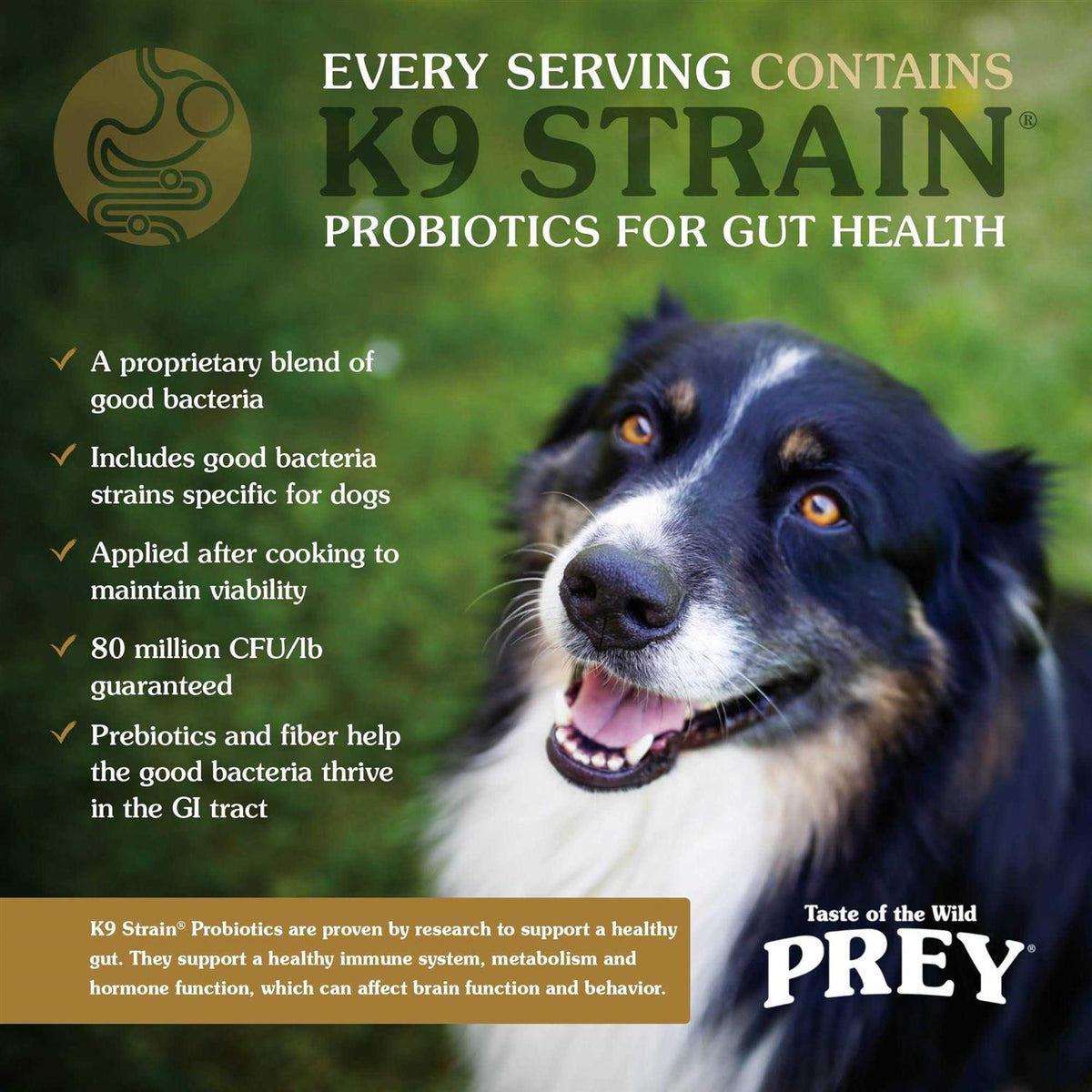 Dog Food U626