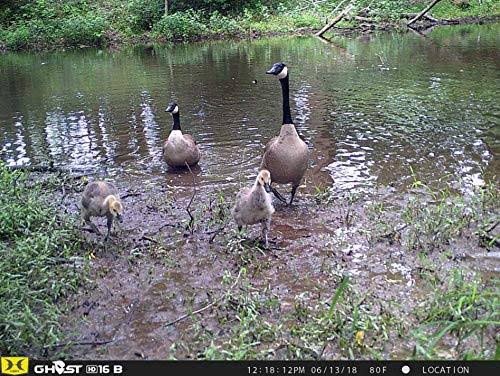 Black Trail Camera C656370