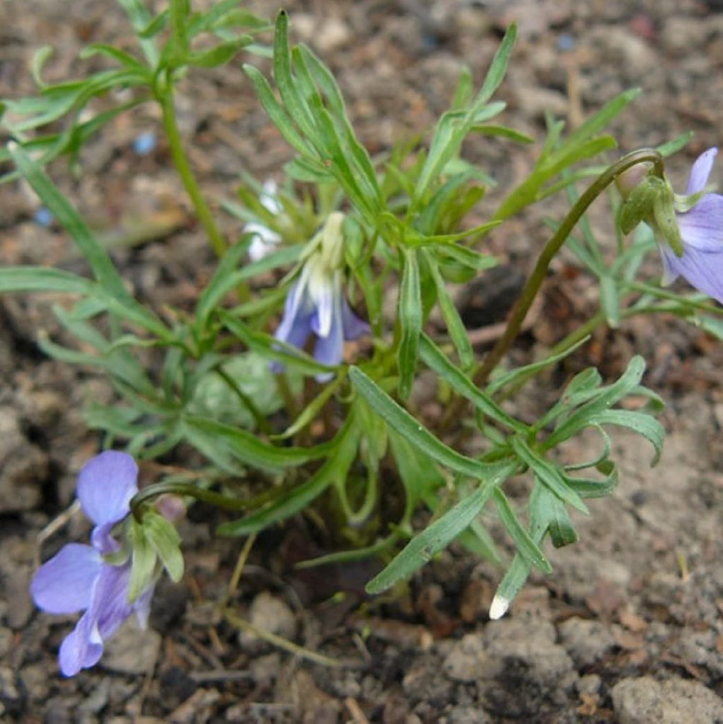 100 Seeds Deep Blue-Violet Prairie Violet I2876