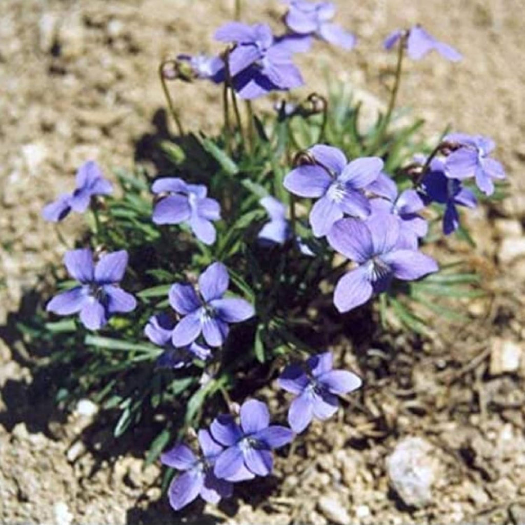 100 Seeds Deep Blue-Violet Prairie Violet I2876