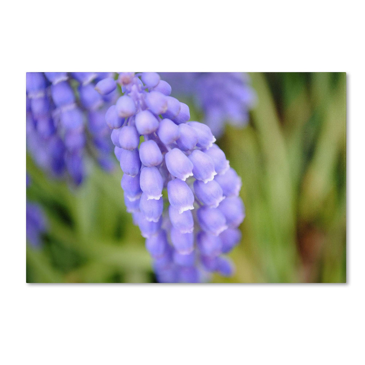 Canvas Art J3864