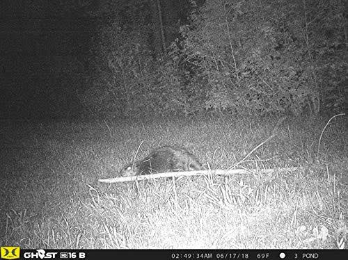 Black Trail Camera C656370
