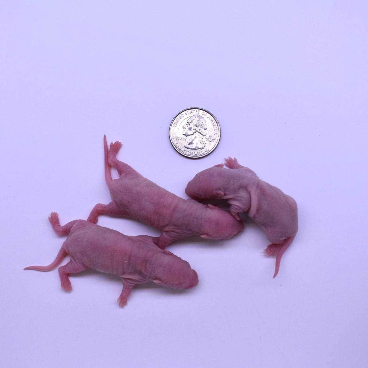 Frozen Mice Feeders Combo Pack, 150 Count H44160