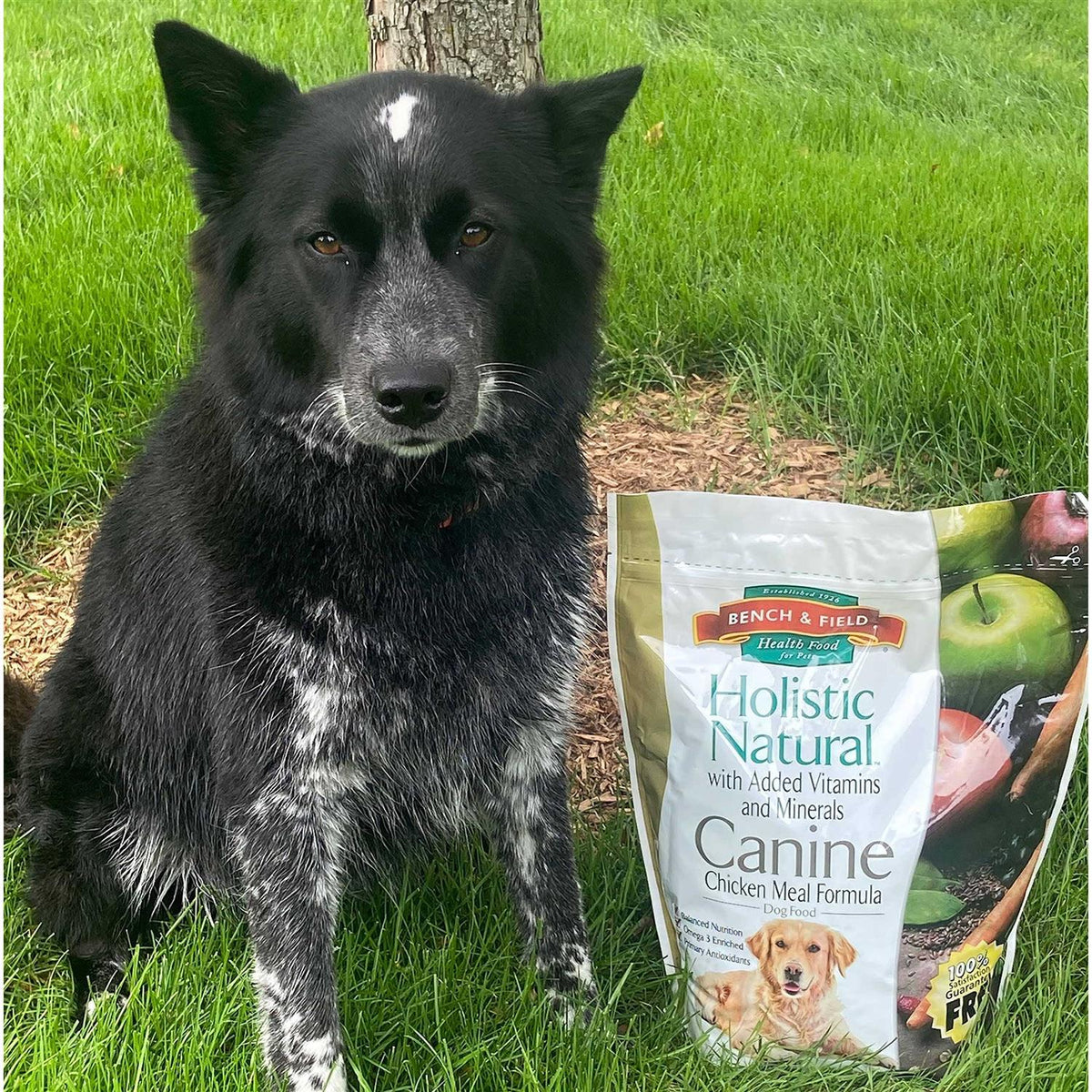 Natural Adult Dry Dog Food Chicken Meal and Brown Rice 6.6 lb Bag K8387
