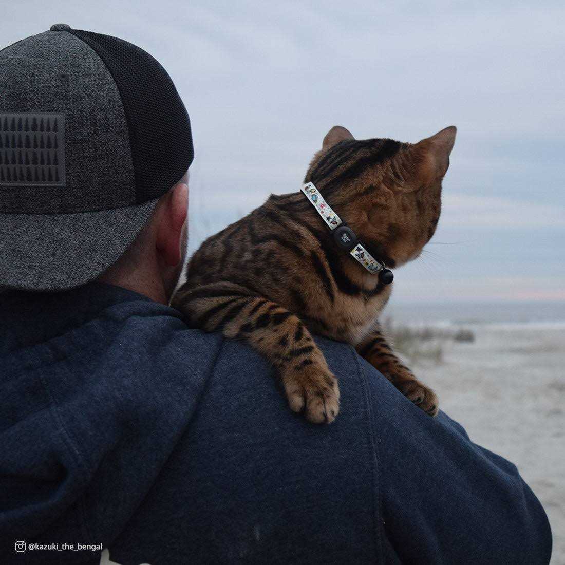Glow in The Dark Adjustable Breakaway Cat Collar V4397