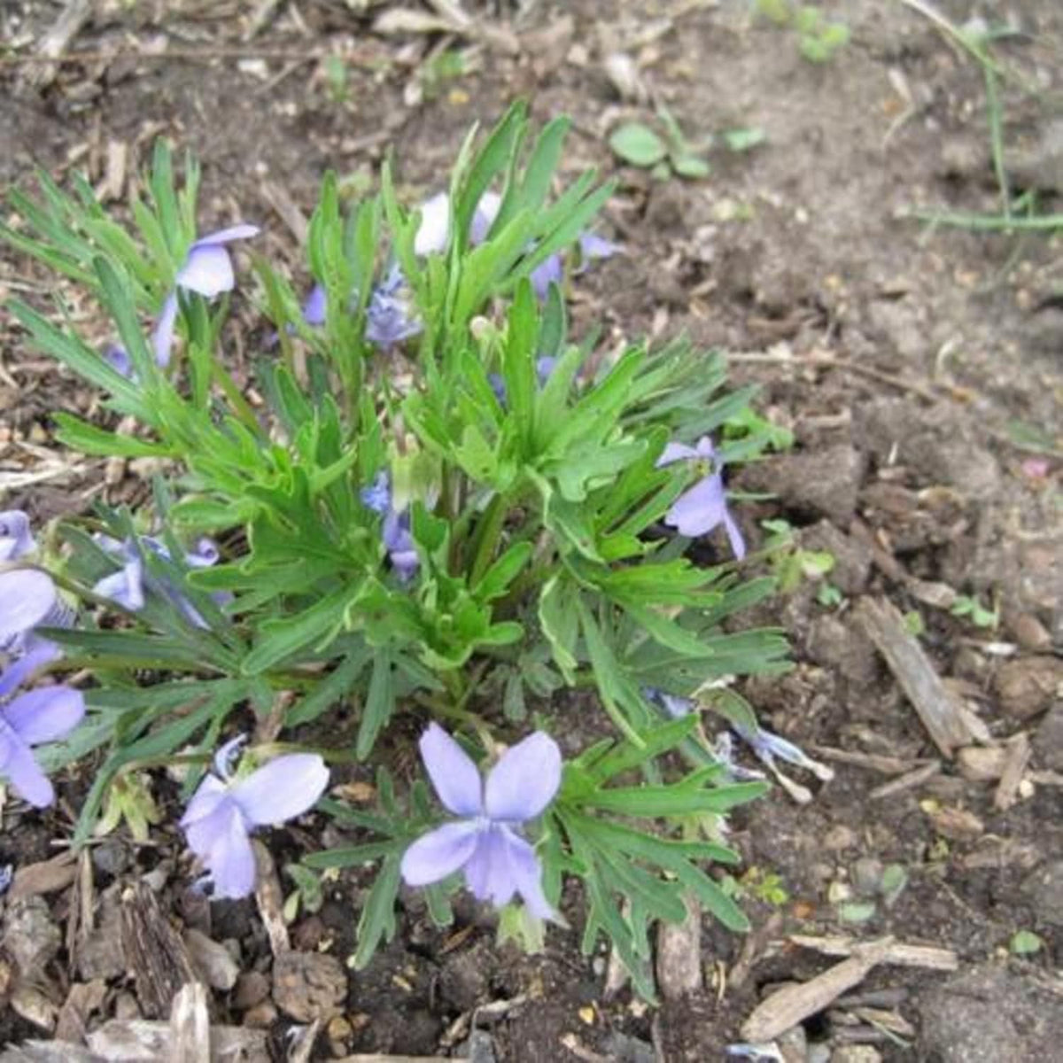 100 Seeds Deep Blue-Violet Prairie Violet I2876