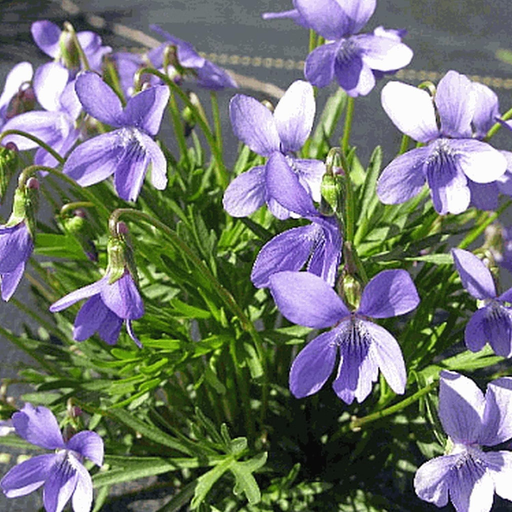 100 Seeds Deep Blue-Violet Prairie Violet I2876