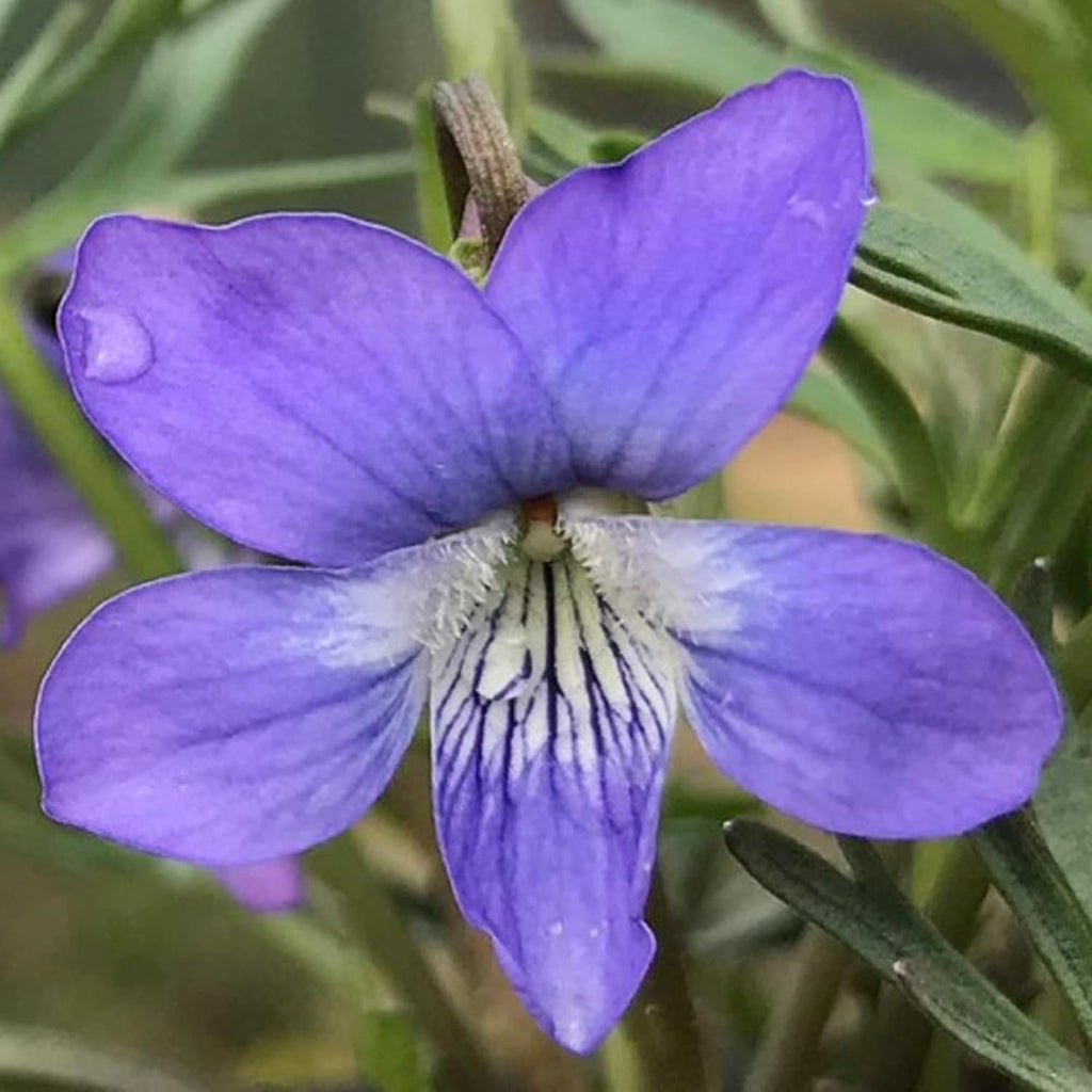 100 Seeds Deep Blue-Violet Prairie Violet I2876