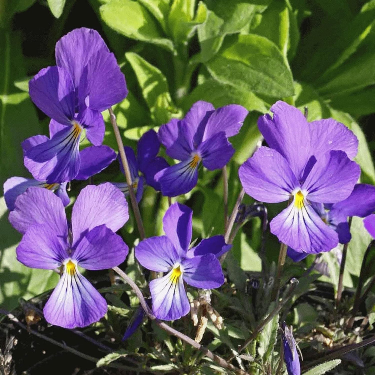 100 Seeds Deep Blue-Violet Prairie Violet I2876