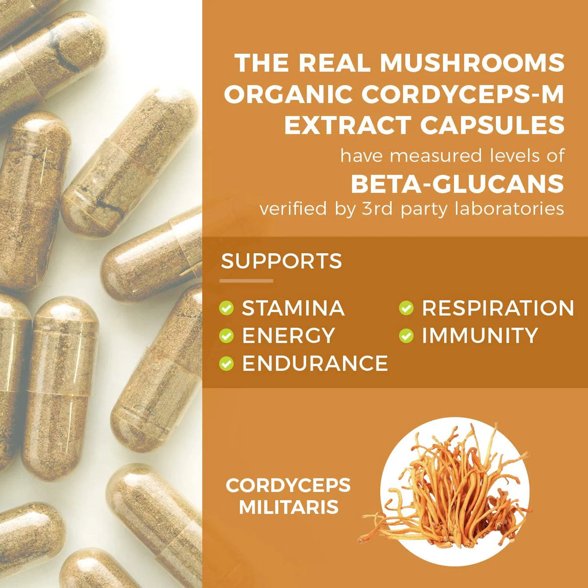 Cordyceps Supplement Y35151
