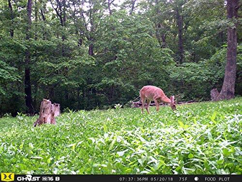 Black Trail Camera C656370
