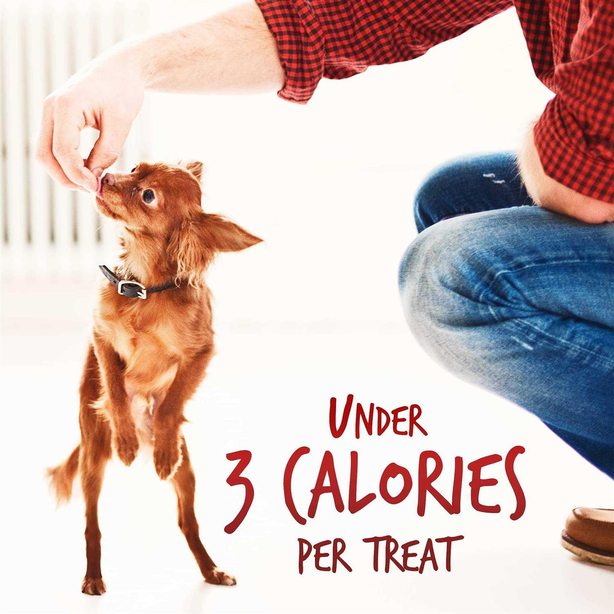 Dog Treats U726765