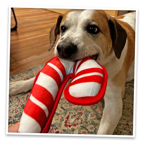 Refillable Catnip Plush Dog Toy Bundle L71557