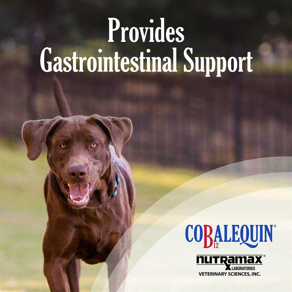 B12 Supplement Dogs A730